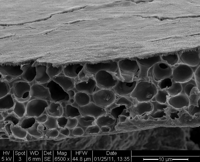 Cross-section of biodegradable film. Image credit: UCSF