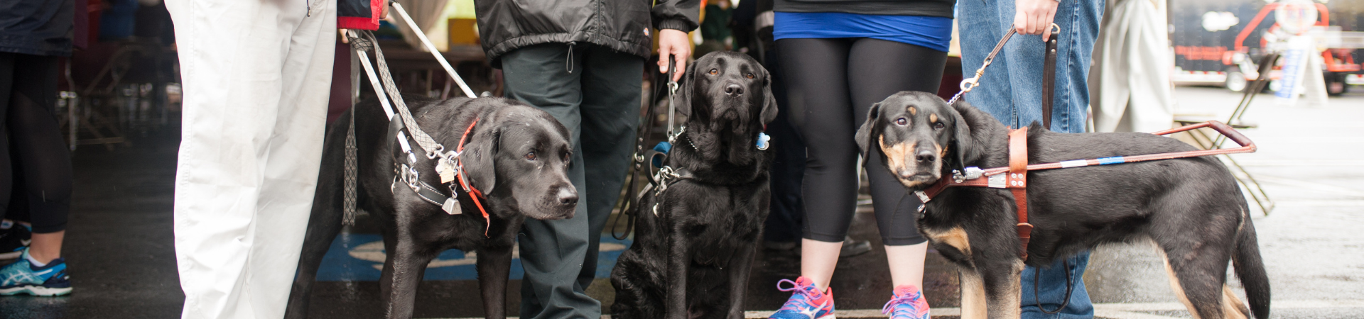 3 individuals standing outside with their guide dogs